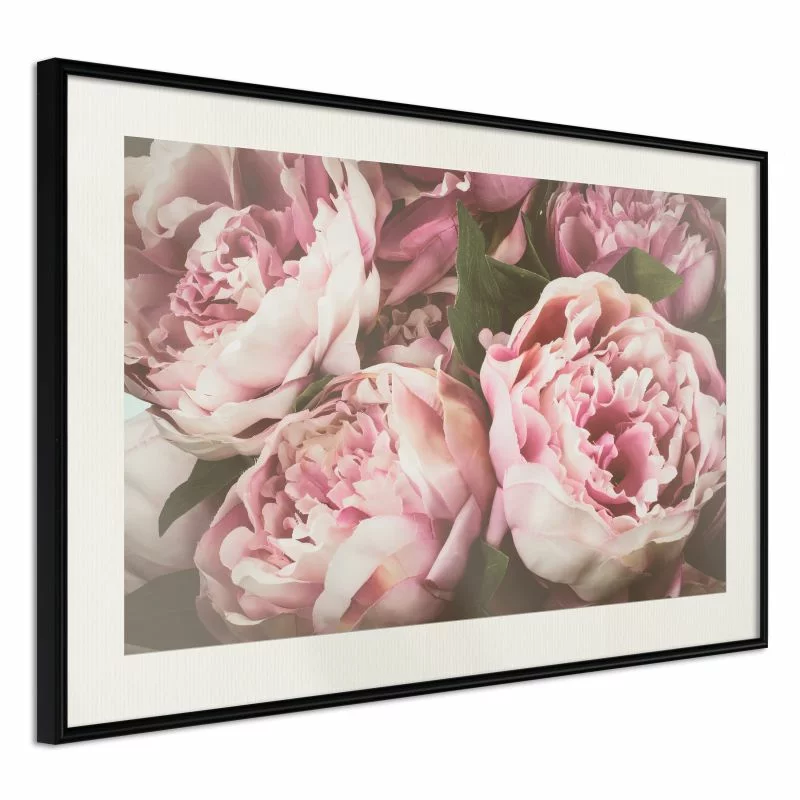 Plakat - Pastelowe peonie - obrazek 1