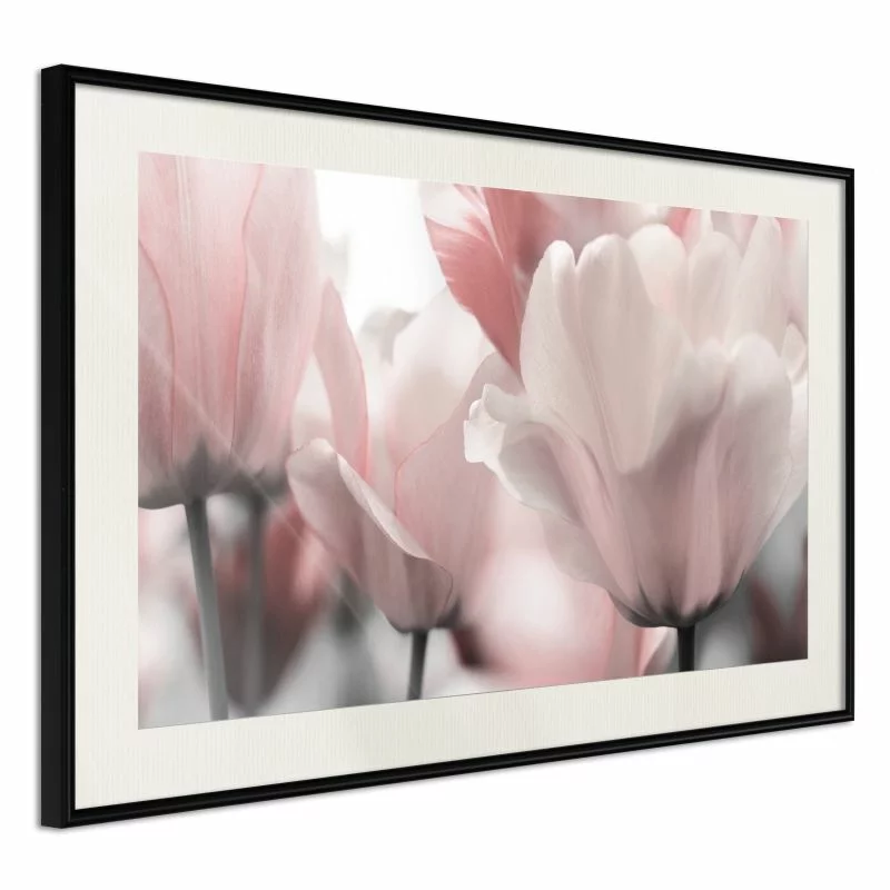 Plakat - Pastelowe tulipany II