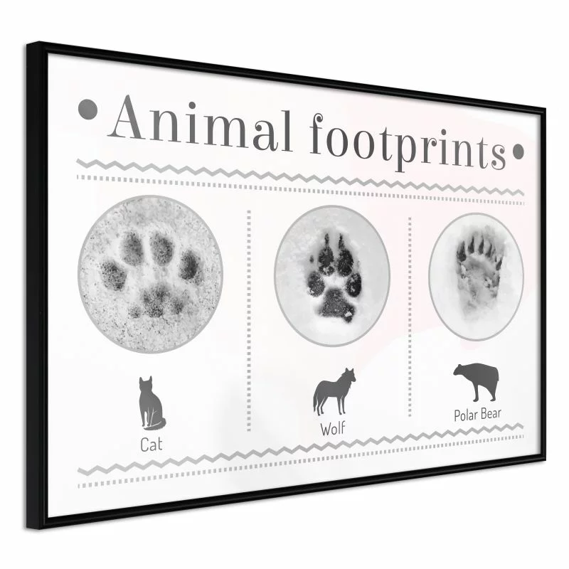 Plakat - Jak rozpoznać zwierzę