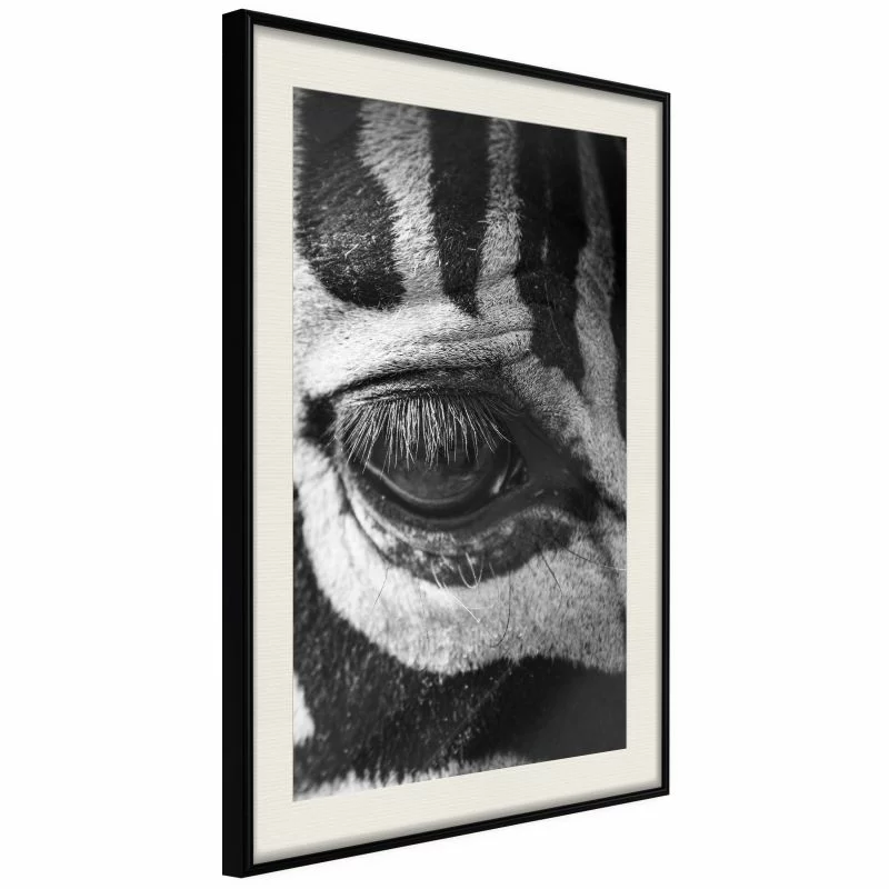 Plakat - Zebra Cię obserwuje