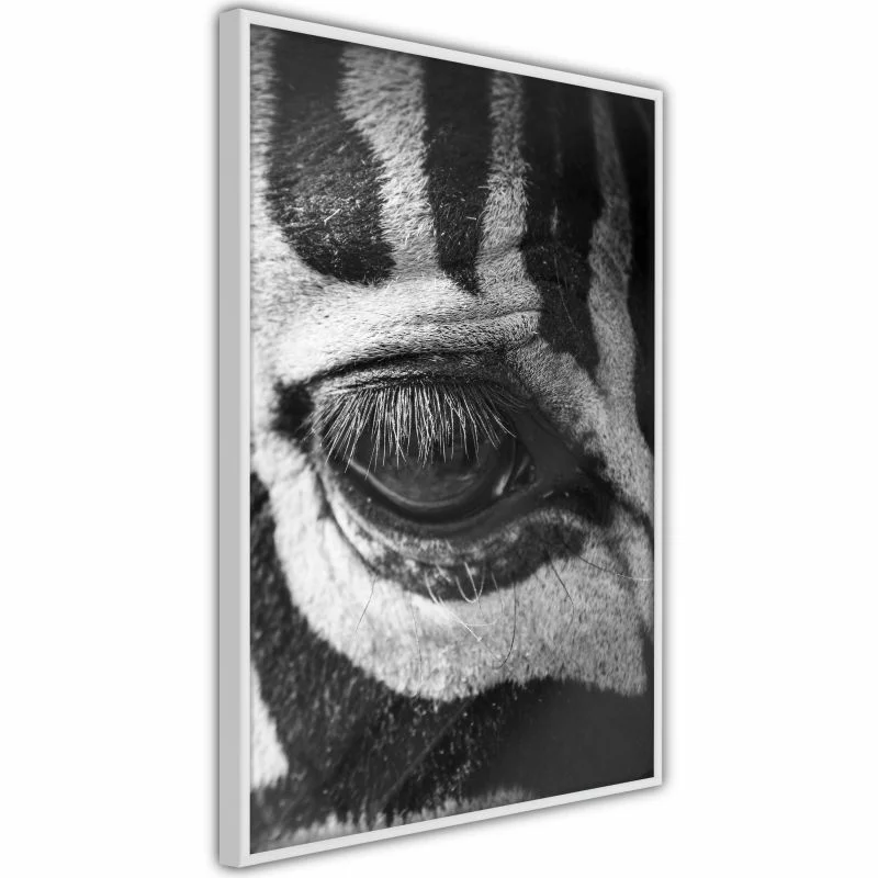 Plakat - Zebra Cię obserwuje