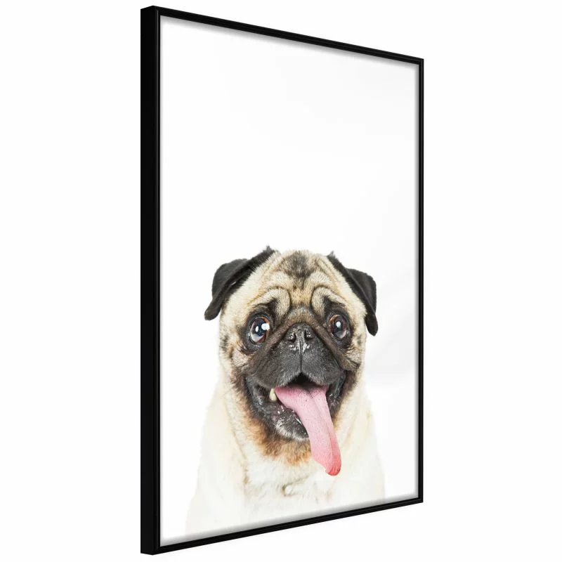Plakat - Śmieszny mops - obrazek 1