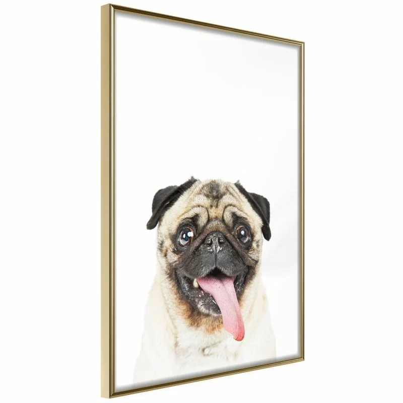 Plakat - Śmieszny mops - obrazek 1