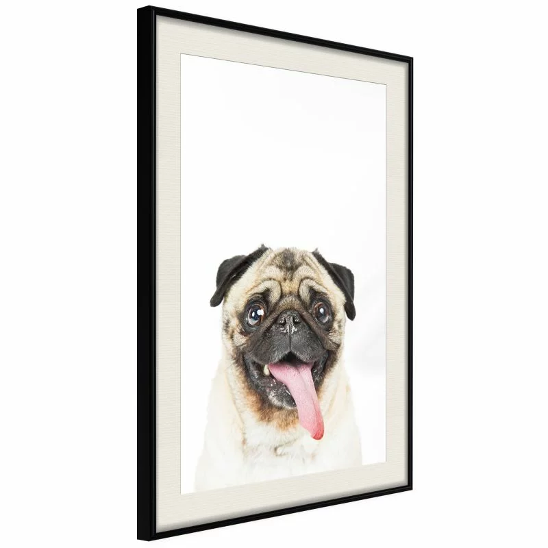 Plakat - Śmieszny mops - obrazek 1