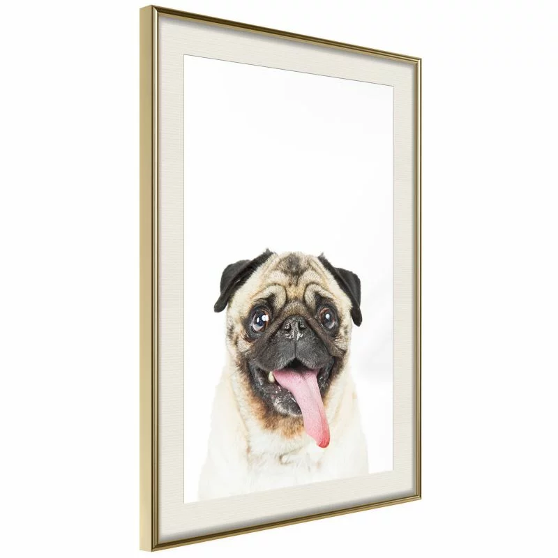Plakat - Śmieszny mops - obrazek 1