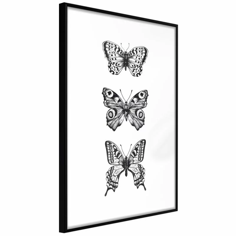 Plakat - Kolekcja motyli II - obrazek 1