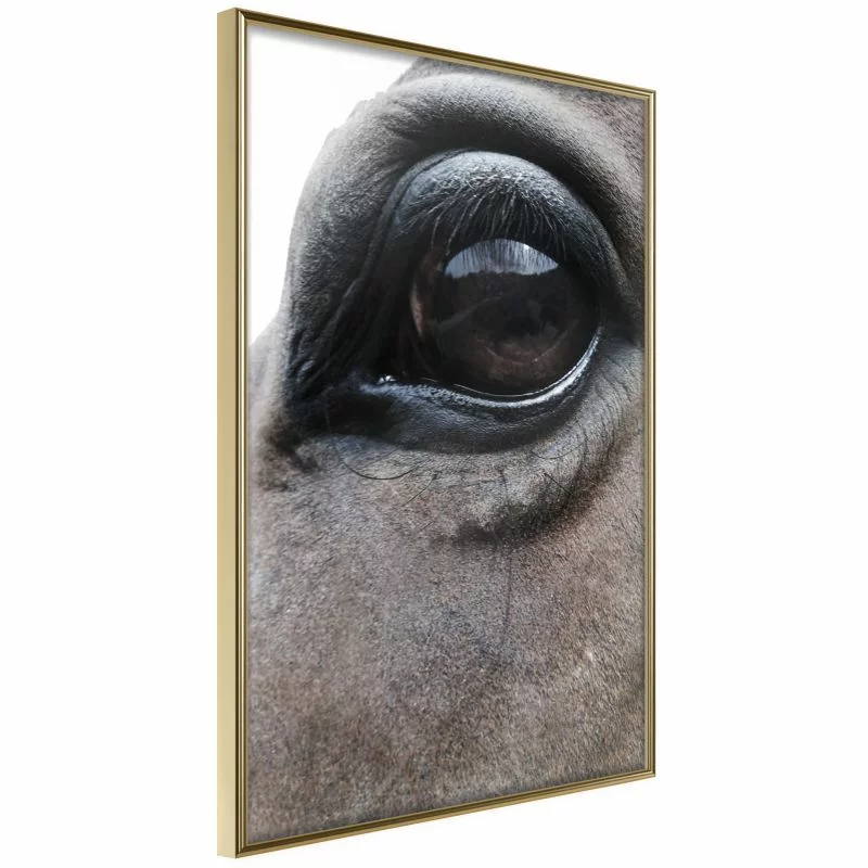 Plakat - Łagodne oczy - obrazek 1