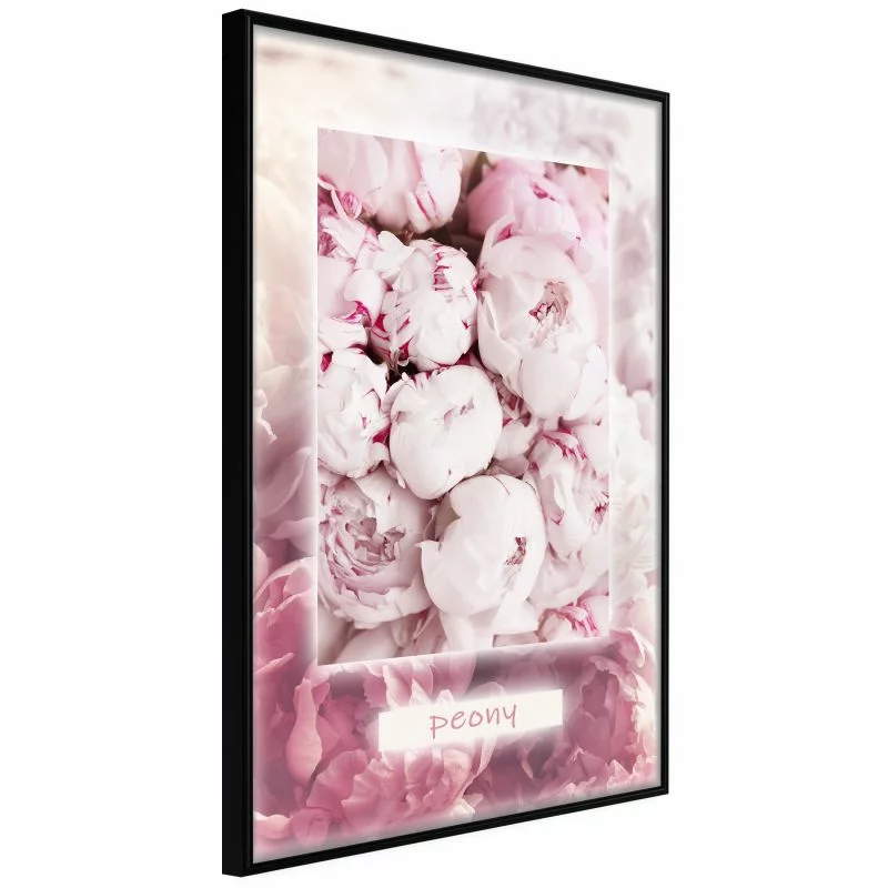 Plakat - Zapach piwonii - obrazek 1