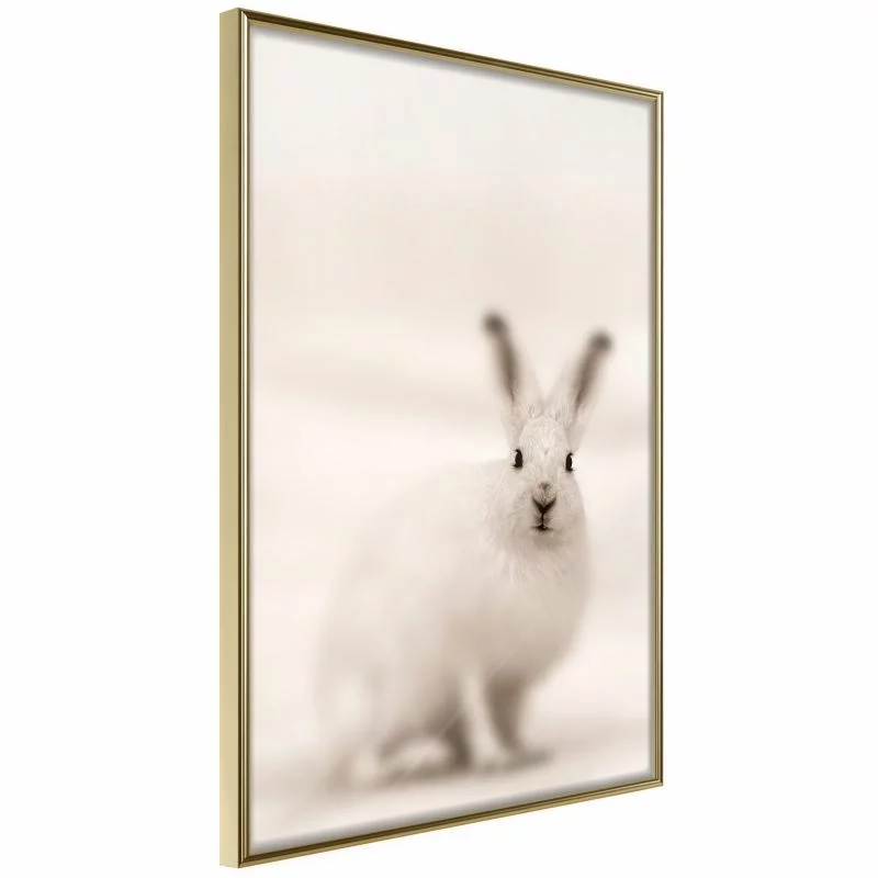 Plakat - Zaciekawiony królik - obrazek 1
