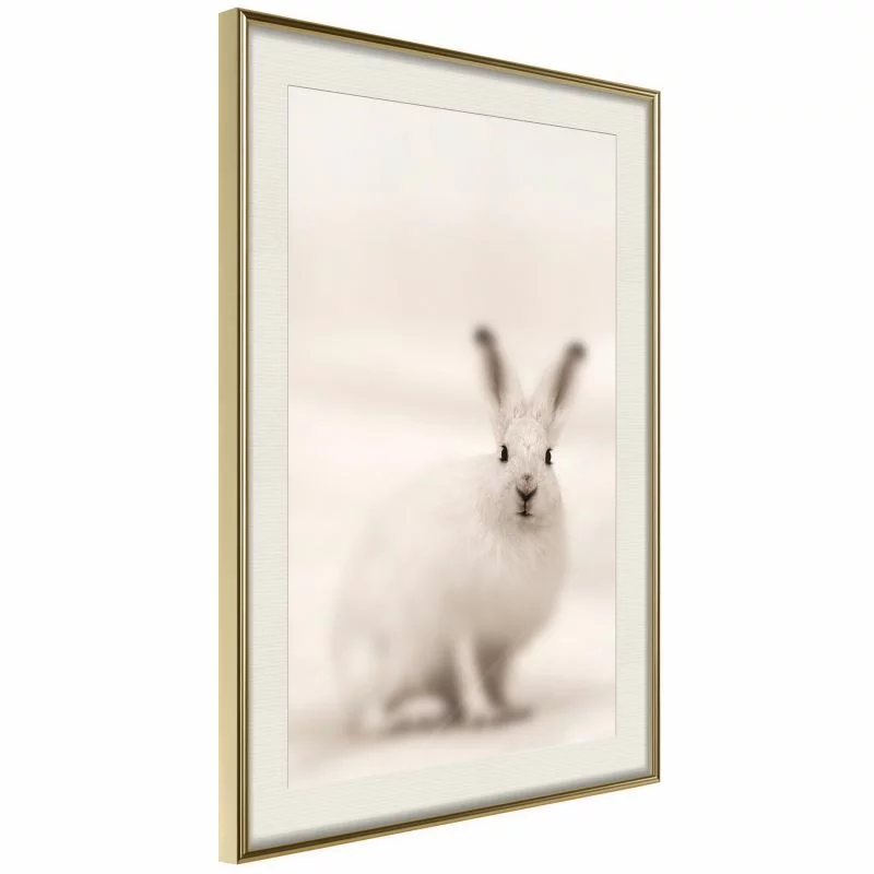 Plakat - Zaciekawiony królik - obrazek 1