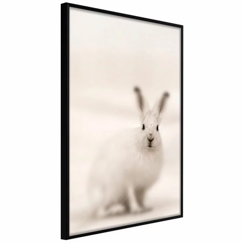 Plakat - Zaciekawiony królik - obrazek 1