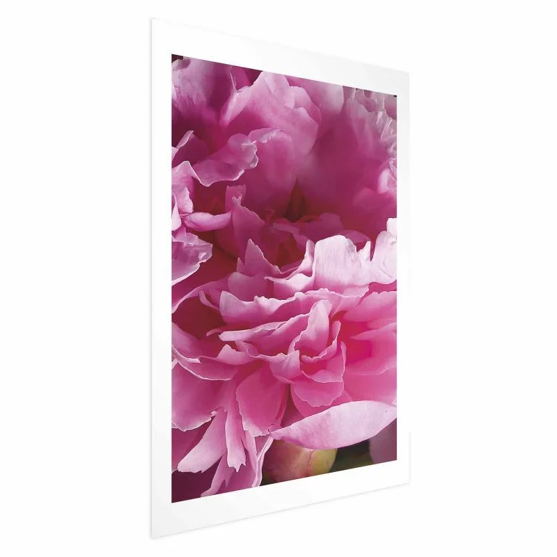 Plakat - Piękne piwonie - obrazek 1