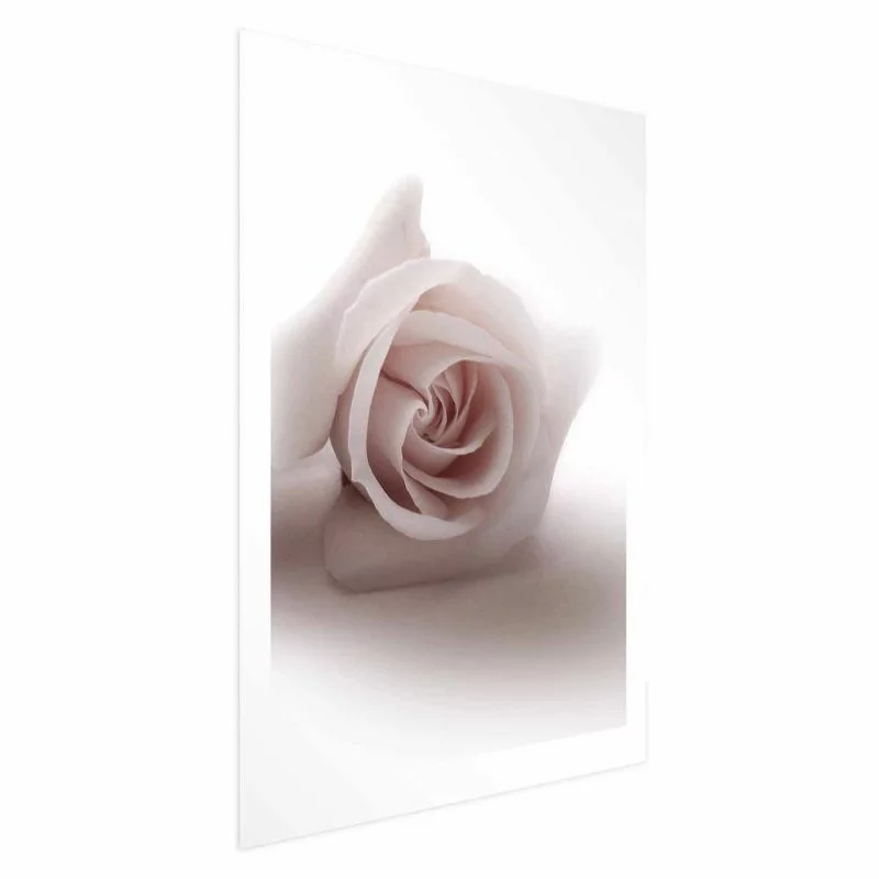 Plakat - Różany cień - obrazek 1