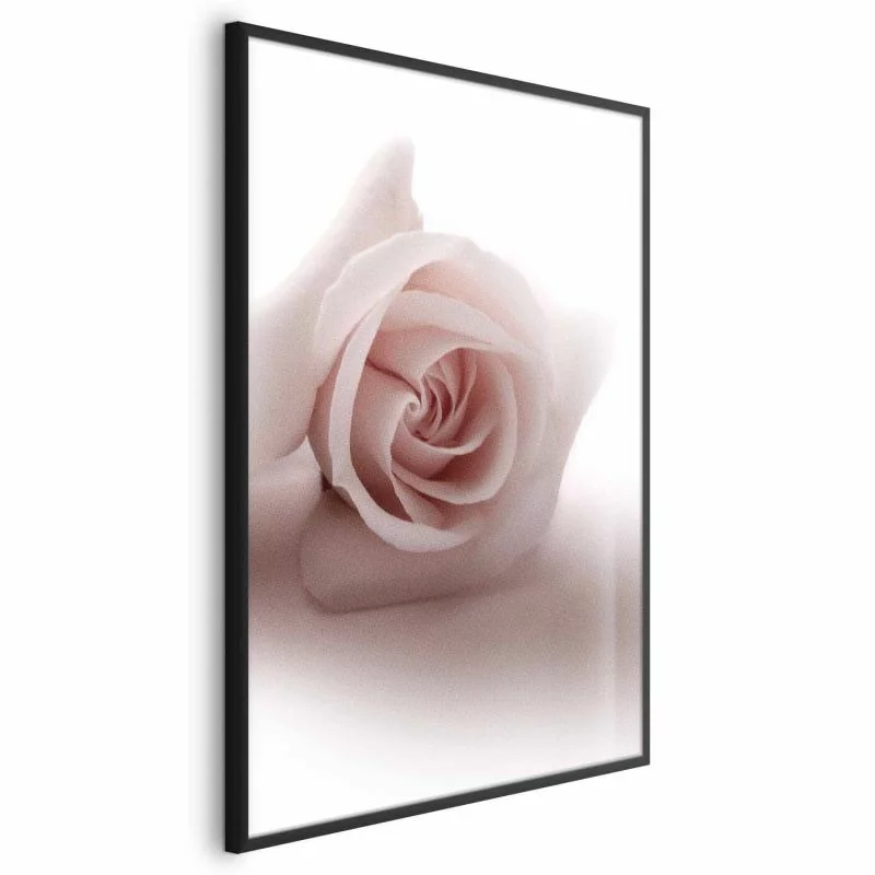 Plakat - Różany cień - obrazek 1