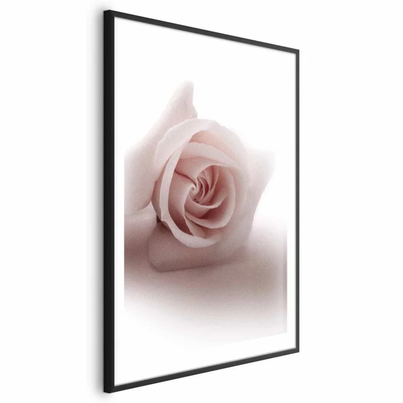 Plakat - Różany cień - obrazek 1