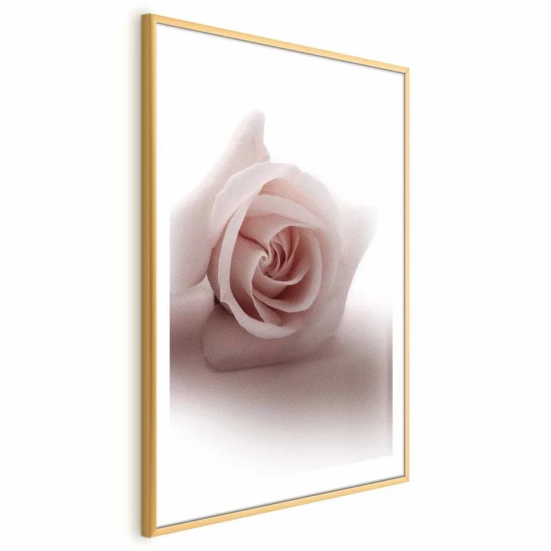 Plakat - Różany cień - obrazek 1