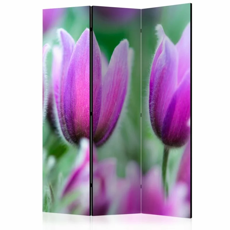 Parawan - Fioletowe wiosenne tulipany - obrazek 1