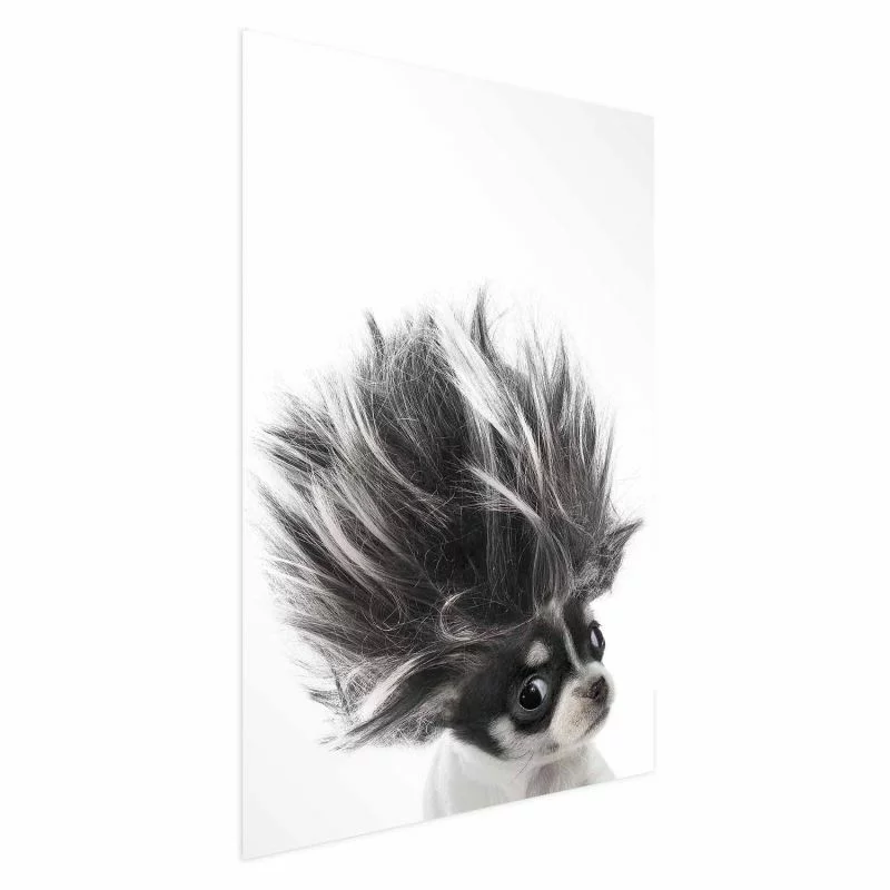 Plakat - Chihuahua - obrazek 1