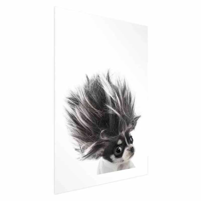 Plakat - Chihuahua - obrazek 1