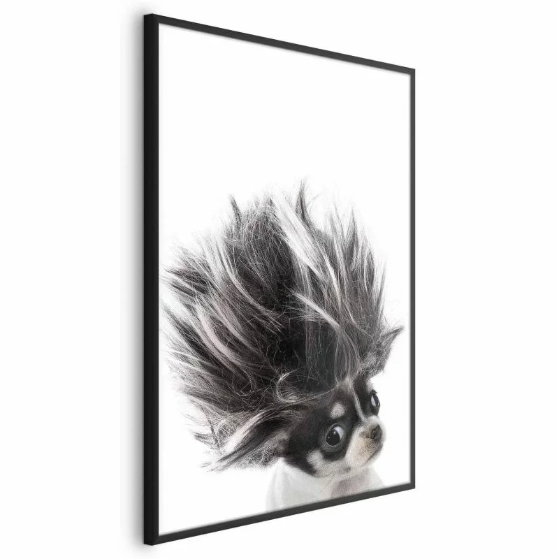 Plakat - Chihuahua - obrazek 1