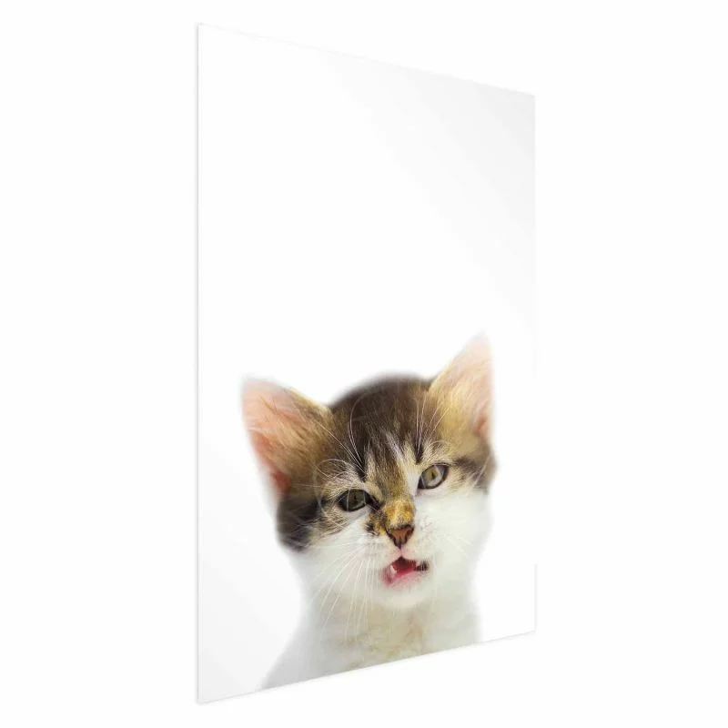 Plakat - Zirytowany kot - obrazek 1
