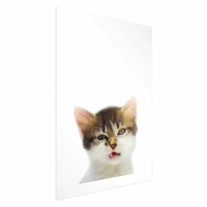 Plakat - Zirytowany kot - obrazek 1