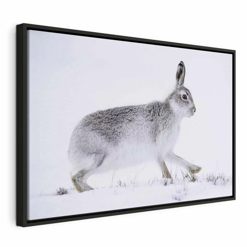 Obraz - Zając (1-częściowy) szeroki - obrazek 1