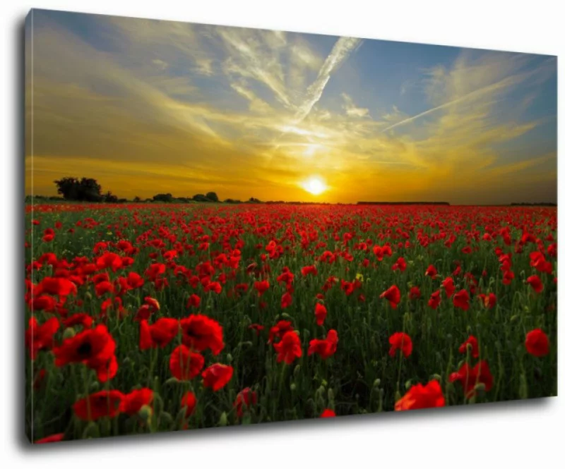 Obraz na płótnie - zachód słońca i maki - obrazek 1