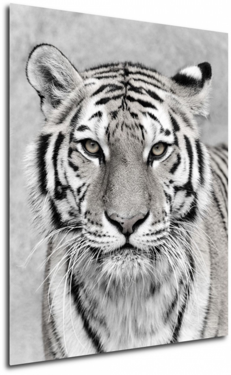 Obraz na plátne Čiernobiely tiger