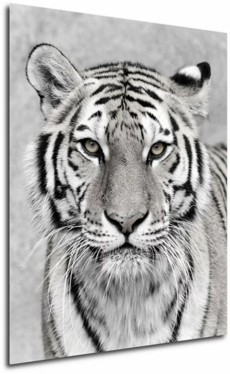 Obraz biały tygrys - obrazek 1
