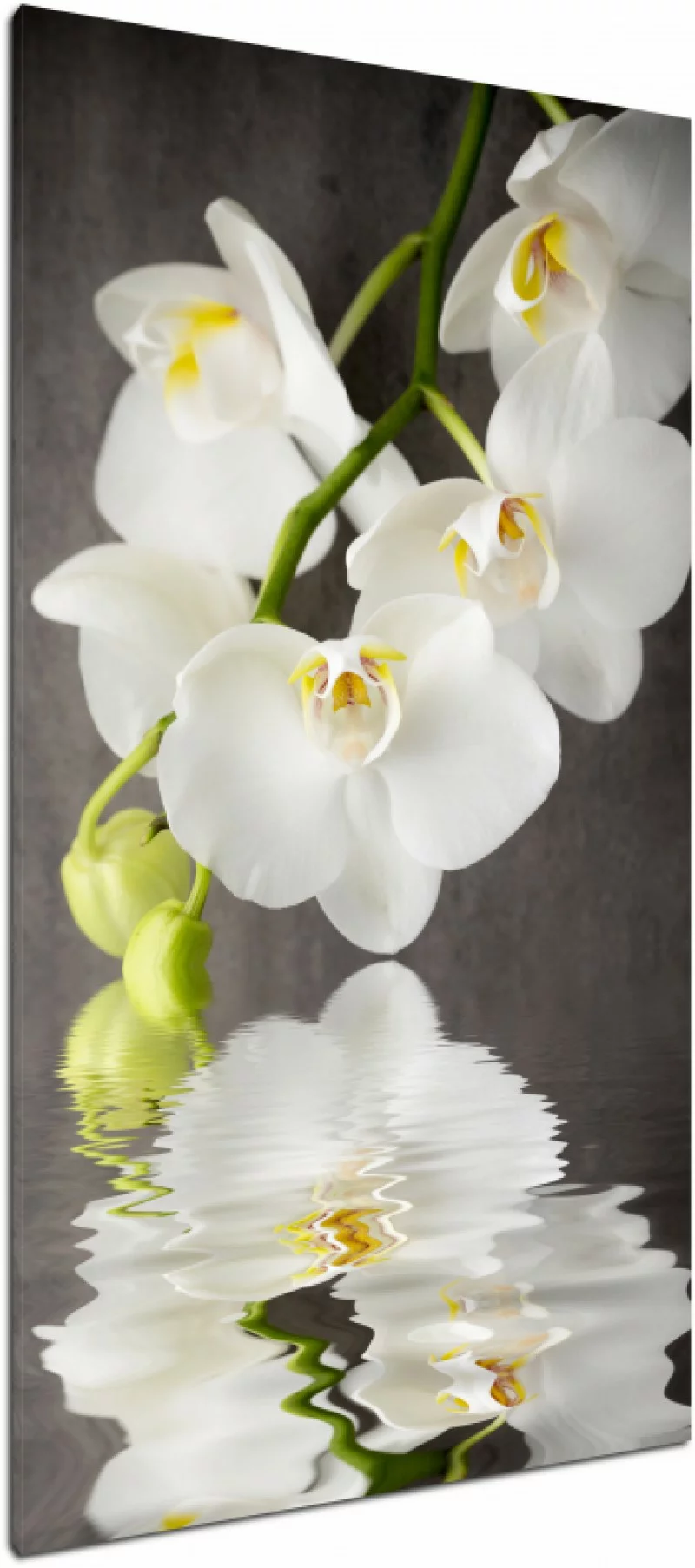 Obraz storczyk - orchidea na płótnie - obrazek 1