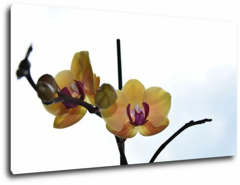 Obraz Żółta Orchidea "storczyk" 110x60 - obrazek 1
