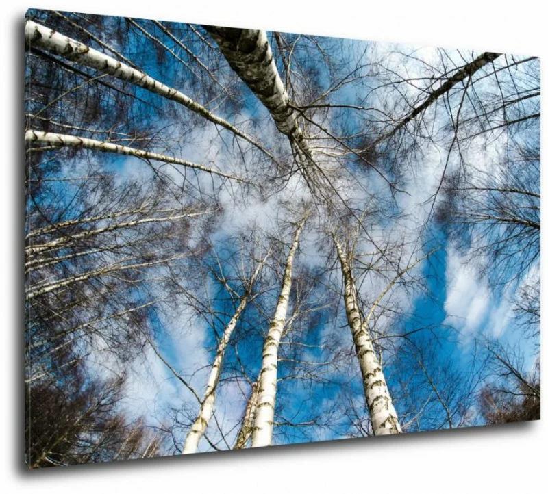 Obraz drzewa brzozy - obrazek 1