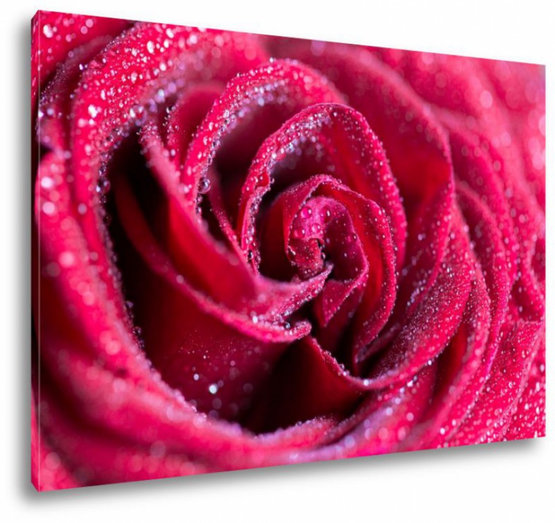 Obraz na plátne Rosa na ruži