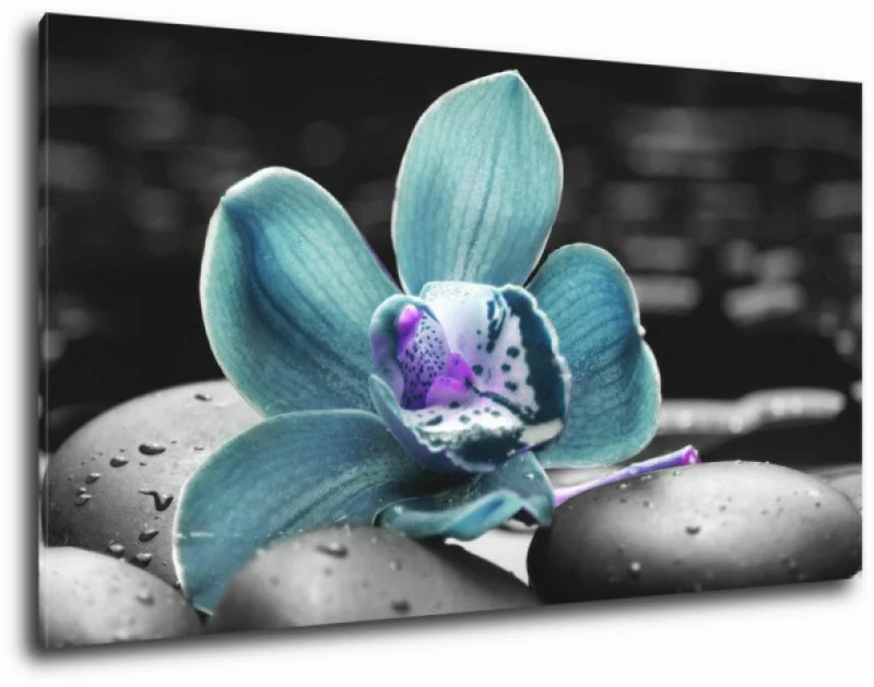 obraz storczyk w kolorze turkusowym - obrazek 1