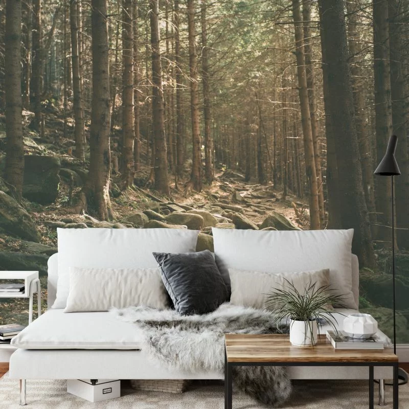 Fototapeta Las Drzewa Kamienie - obrazek 1