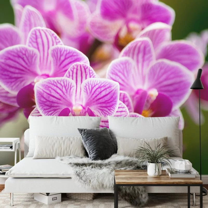 Fototapeta Bukiet Orchidei - obrazek 1
