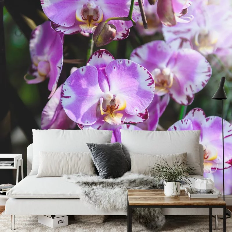 Fototapeta Piękne Orchidee - obrazek 1