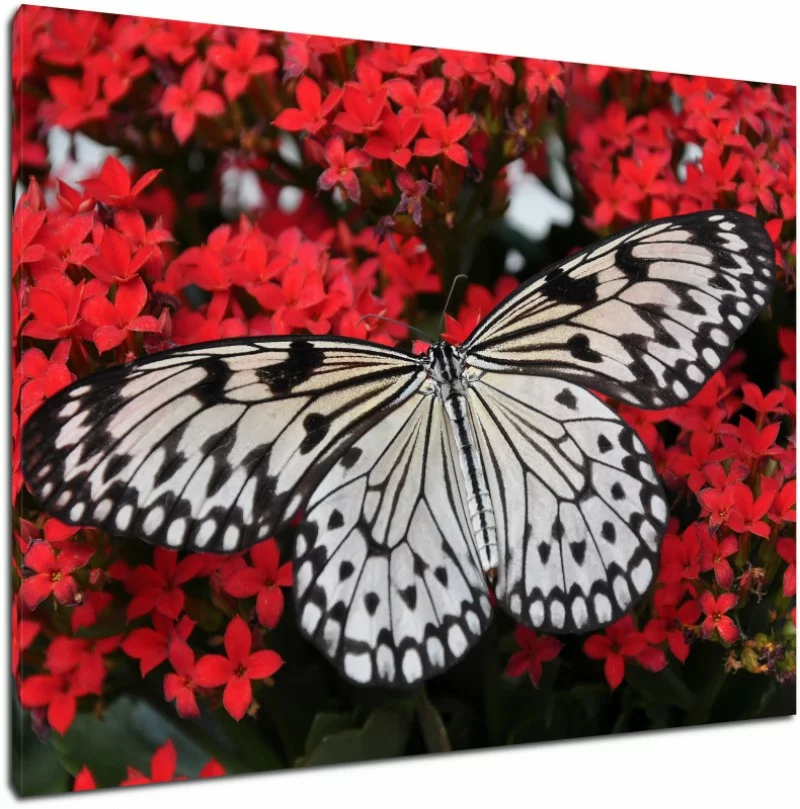 Obraz na płótnie - czarno-biały motyl - obrazek 1