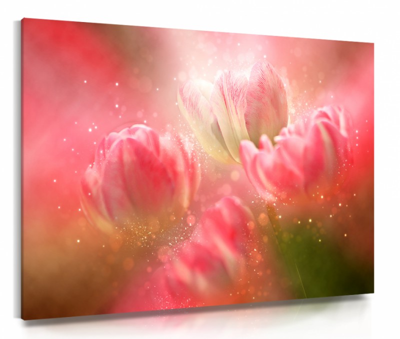 Obraz na plátne Tulipány na slnku