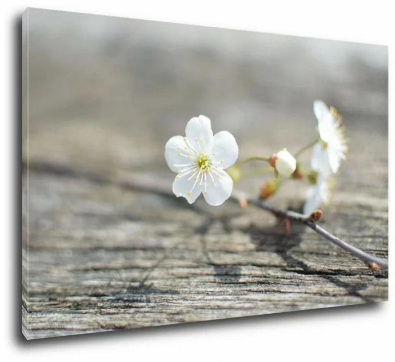 Kwiat kwitnącej czereśni - obraz 80x50cm - obrazek 1
