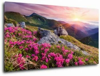 krajobraz z kwiatami w górach