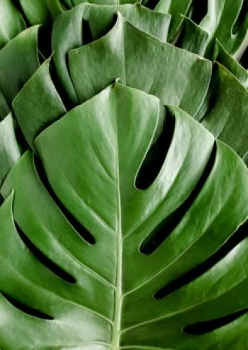 Plakat w ramie - monstera liście palmowe - obrazek 2