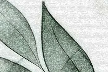 Fototapeta gałązki i liście - obrazek 3