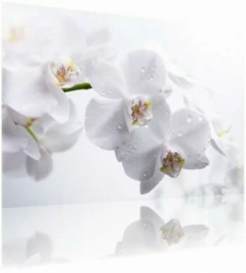 Obraz szklany - zroszone białe orchidee
