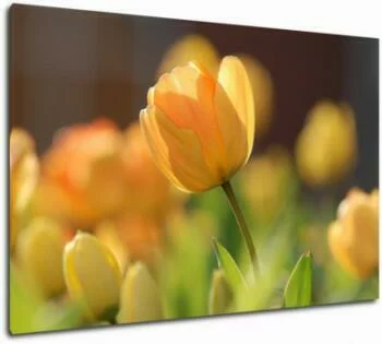 Obraz tulipan