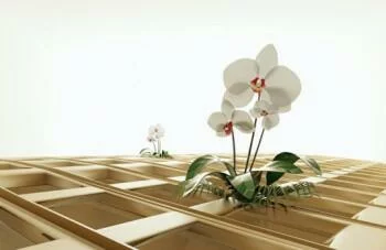 Fototapeta 3D - osamotnione orchidee