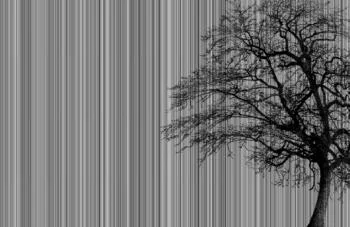 Fototapeta na wymiar - drzewko w paski