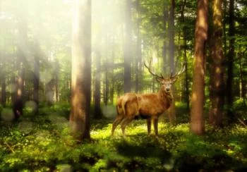 Fototapeta na wymiar - jeleń w lesie - obrazek 2