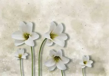 Fototapeta 3D - białe lilie - obrazek 2